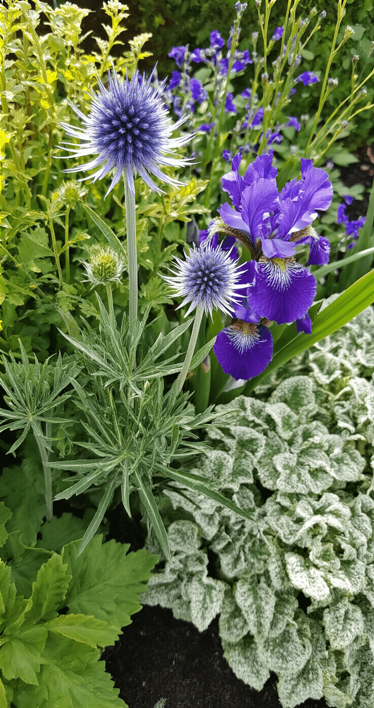 Ultra-close view of a mixed cottage border featuring spiky eryngium, soft lamb's ear, delicate lady's mantle, and structural iris leaves, showcasing intricate details and contrasting textures in bright, even midday light.