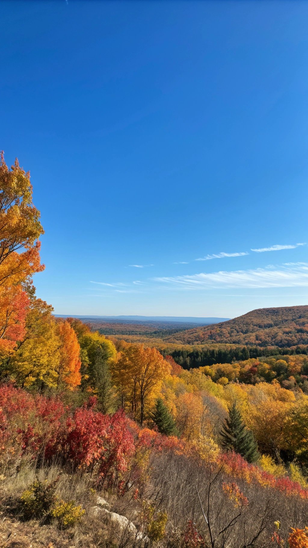 A scenic view of colorful autumn trees under a clear blue sky